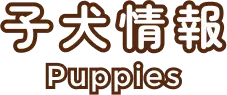 子犬情報｜Puppies